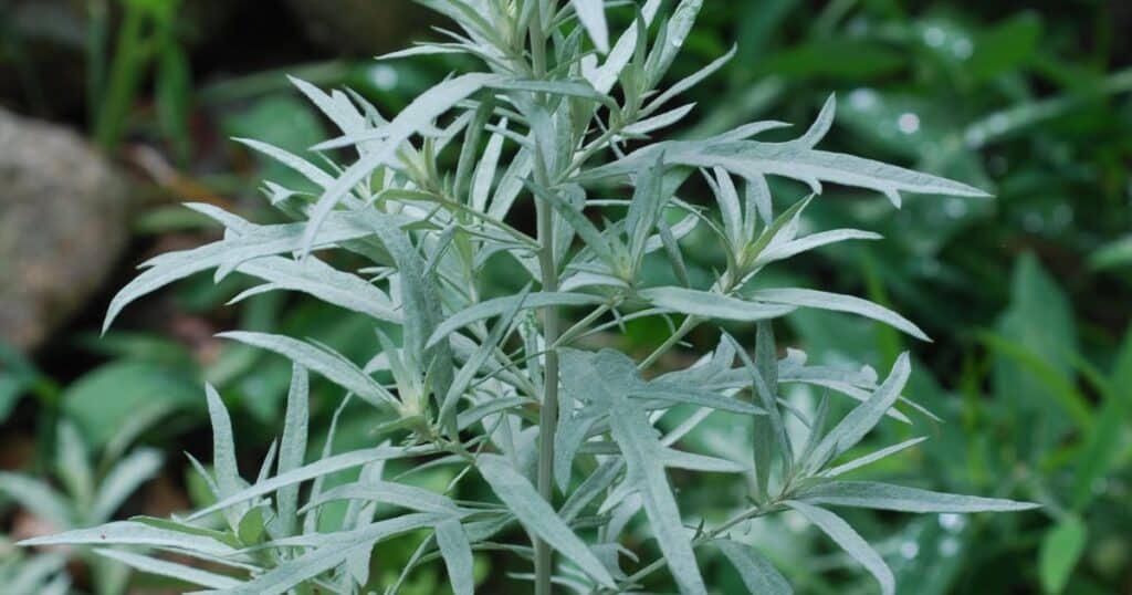 Estafiate Artemisia ludoviciana