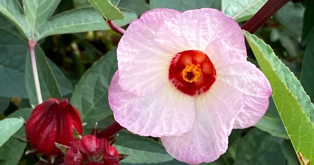 hibiscus flower