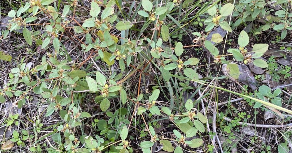 Prairie Tea Croton monanthogynous