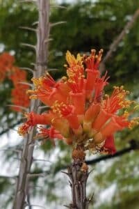 Close up of orange Ocotillo Flower