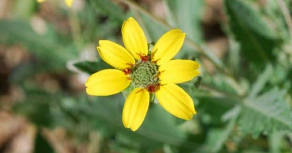 Chocolate Daisy Berlandiera