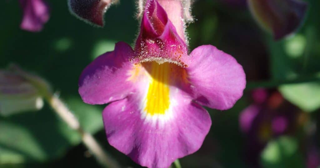 Devil's Claw Proboscidea louisianica