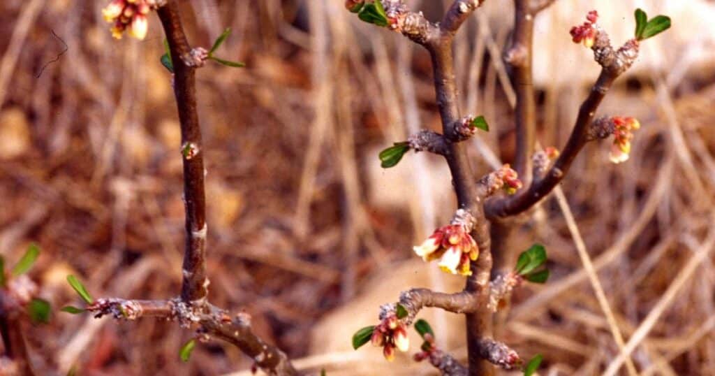 Limberbush Jatropha Dioica