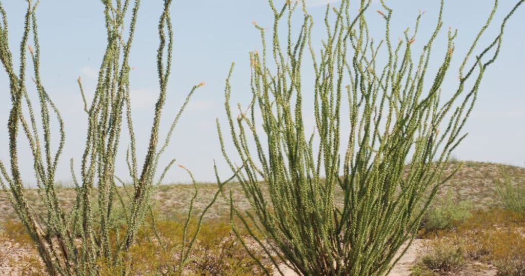 Ocotillo Fouquiera Splendens