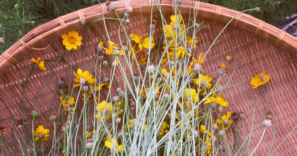 cota Thelesperma