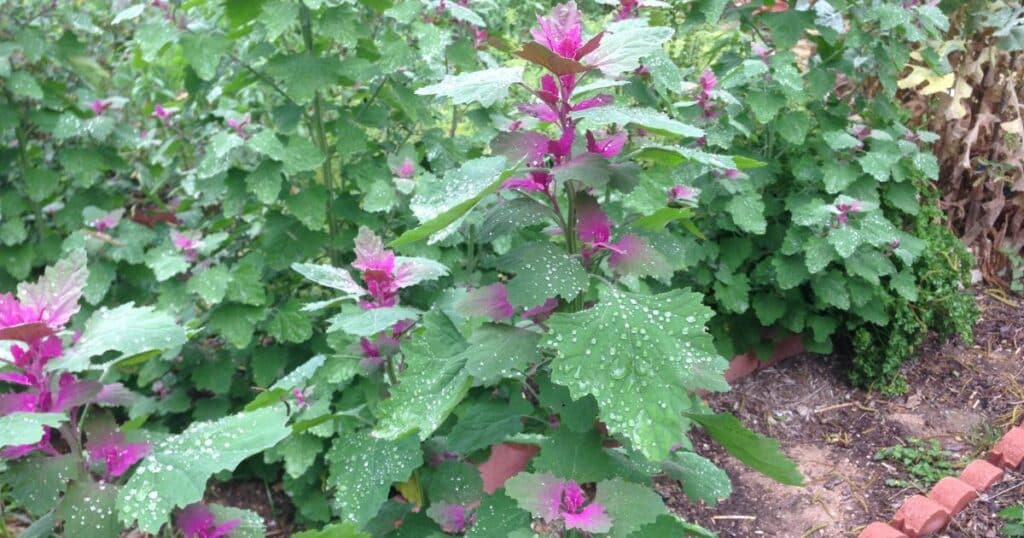 lambsquarters Chenopodium Giganteum
