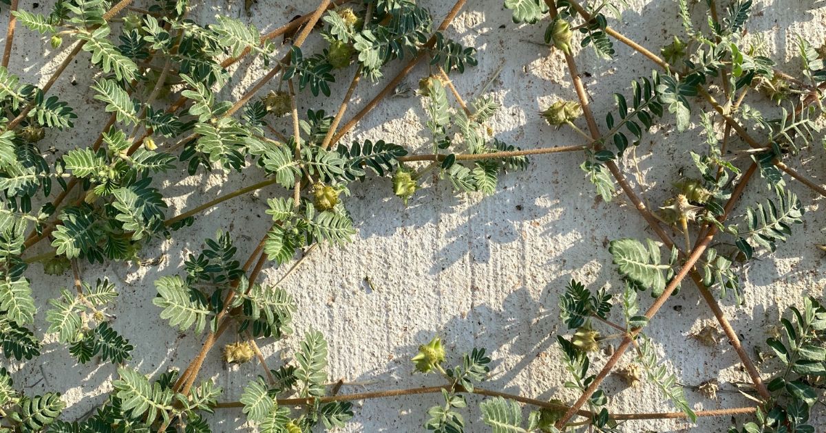 Puncture Vine The Sacred Journey School of Herbalism