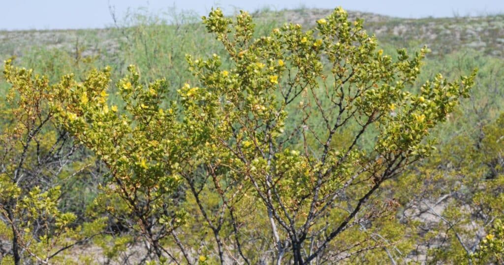 Chaparral Larrea Tridentata
