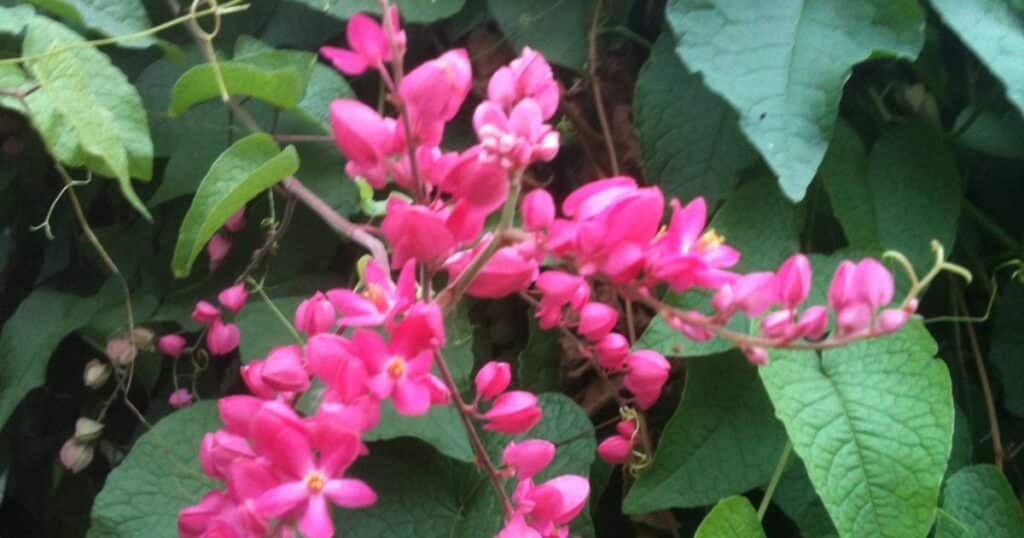 Coral Vine Antigonon Leptopus