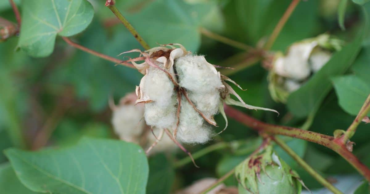 Cotton Root The Sacred Journey School of Herbalism