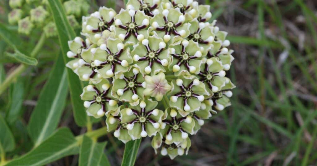 Inmortal Asclepias asperula