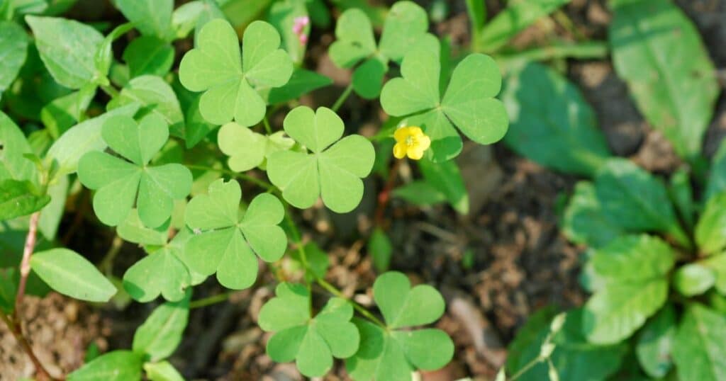 Oxalis Wood Sorrel