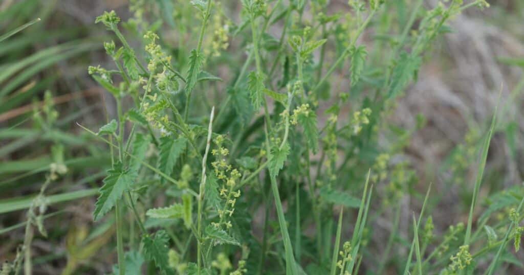 Tragia Tragia Betonicifolia