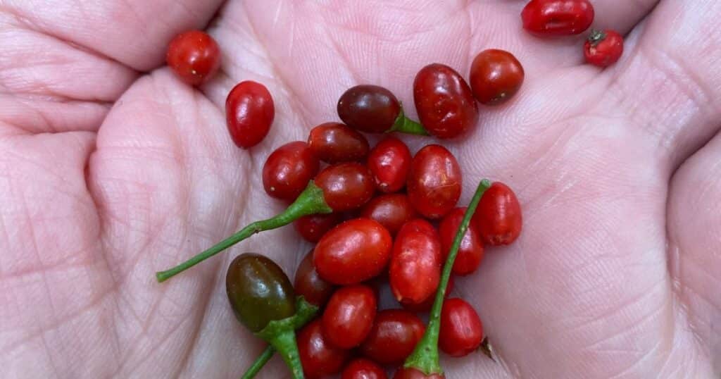 chile pequin