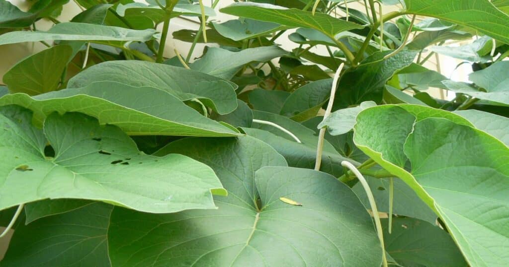 hoja santa