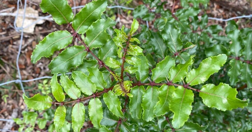 prickly ash closeup