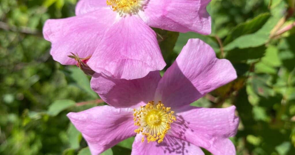 rose closeup