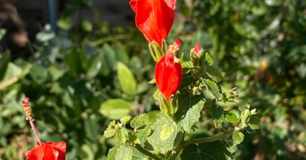 turks cap closeup