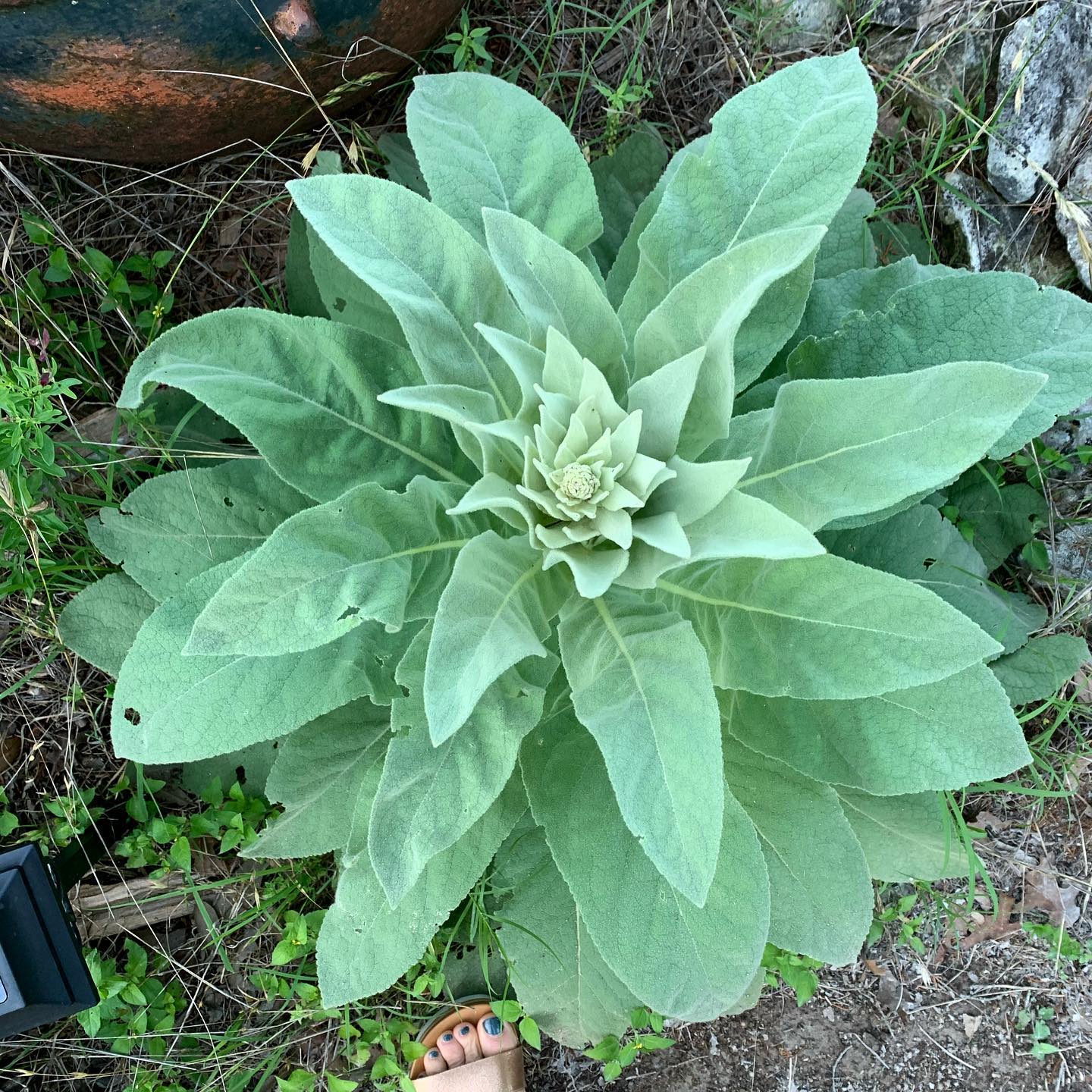 mullein copy