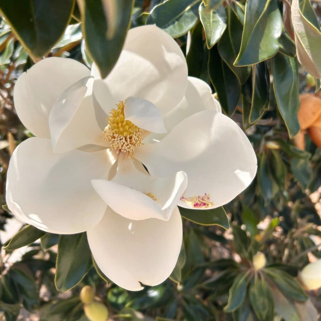 Magnolia Photo square by Dana Haan