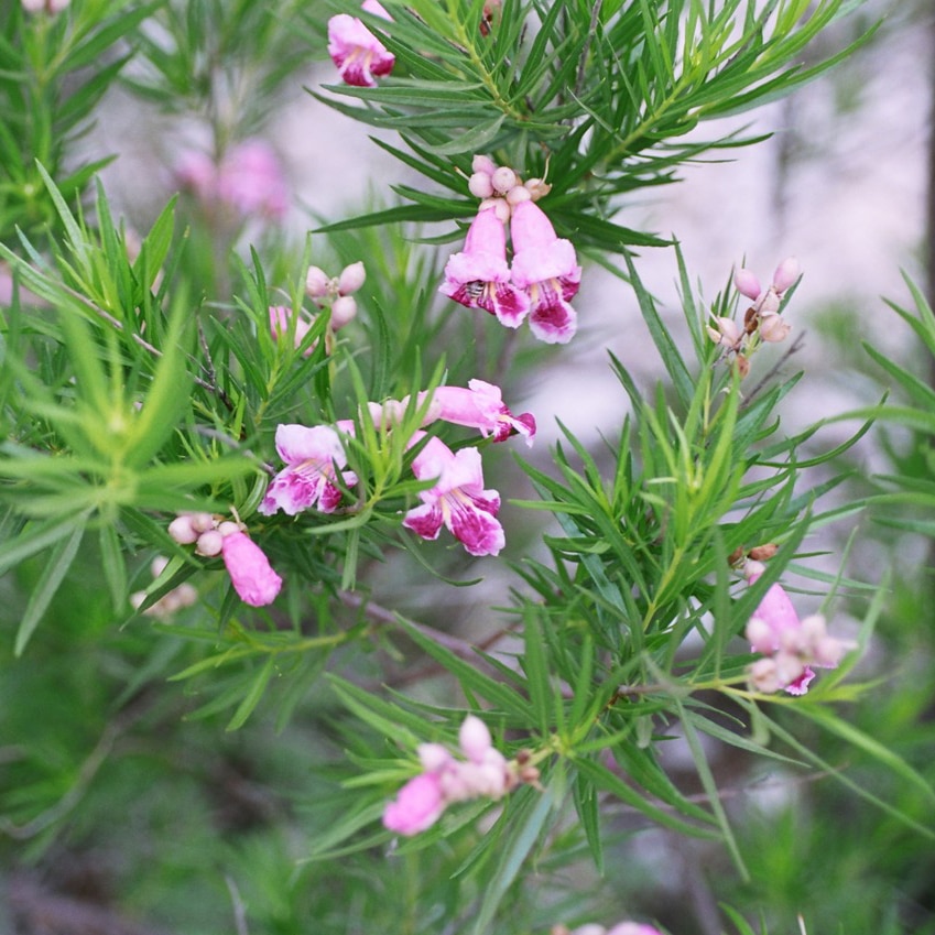 Desert_Willow_Chilopsis_linearis square