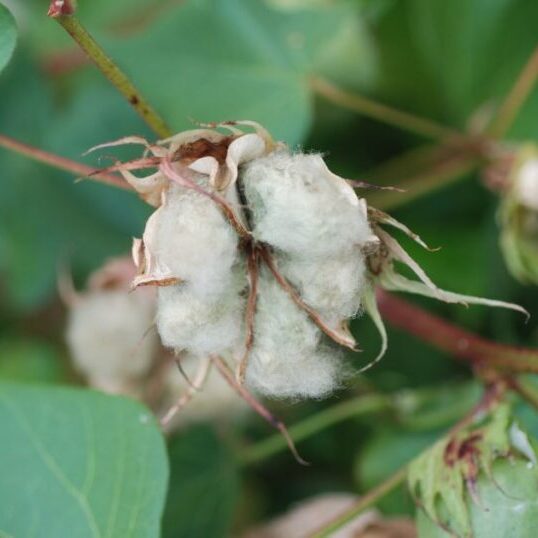 Cotton Root Bark Gossypium hirsutum